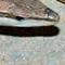 Long Tail Keywords Lizard Head